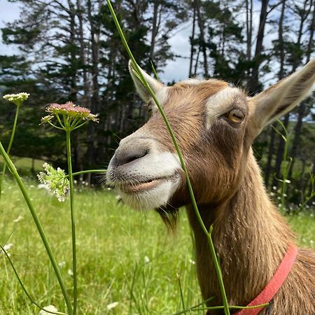 Waimauku Pukeatua Farmstay מראה חיצוני תמונה