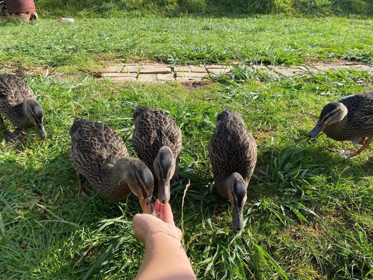 Waimauku Pukeatua Farmstay מראה חיצוני תמונה