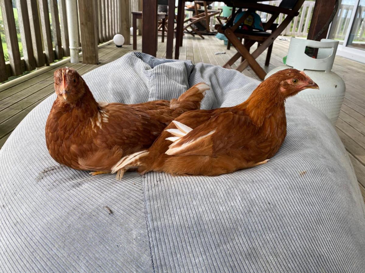 Waimauku Pukeatua Farmstay מראה חיצוני תמונה