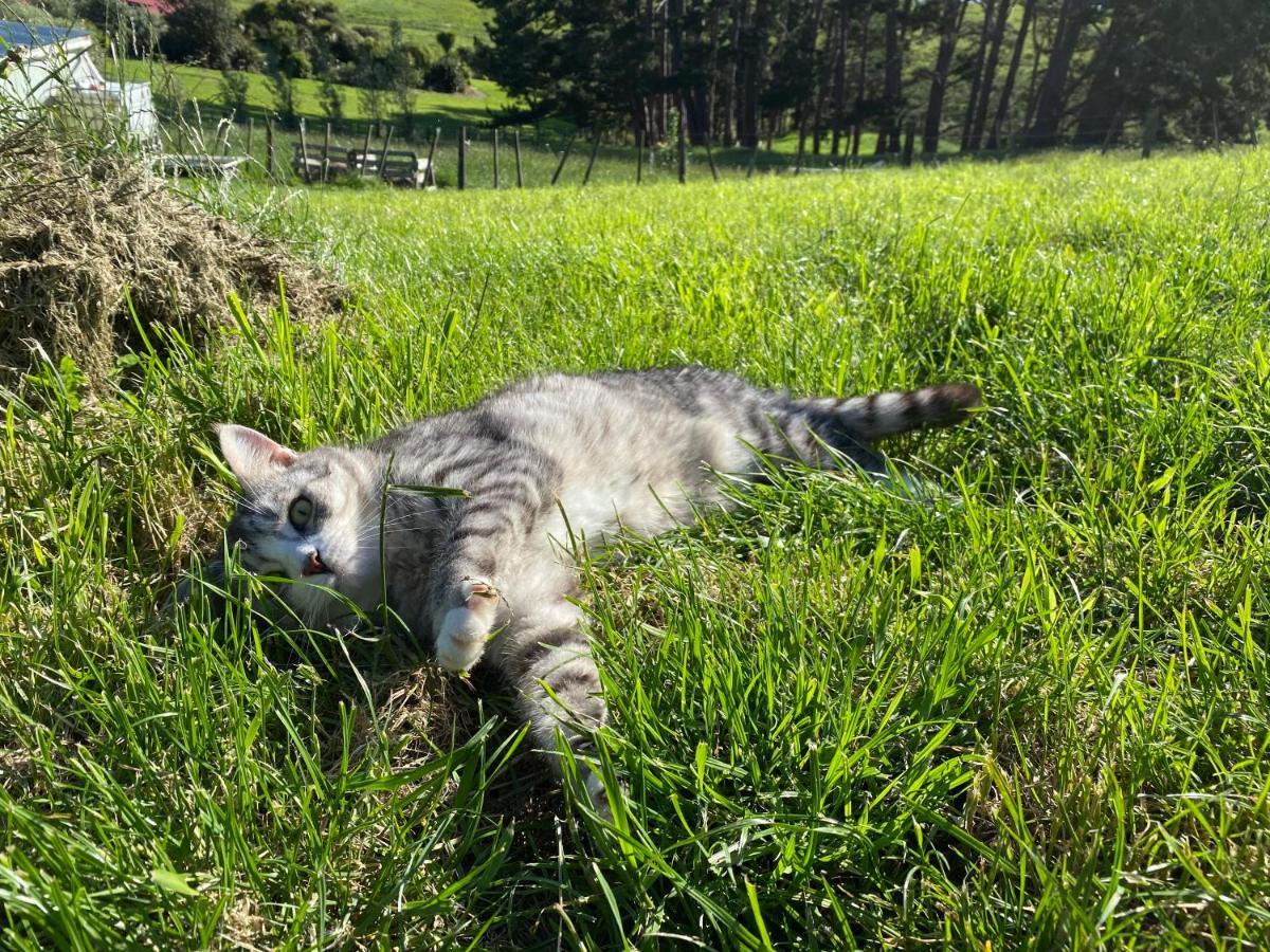 Waimauku Pukeatua Farmstay מראה חיצוני תמונה