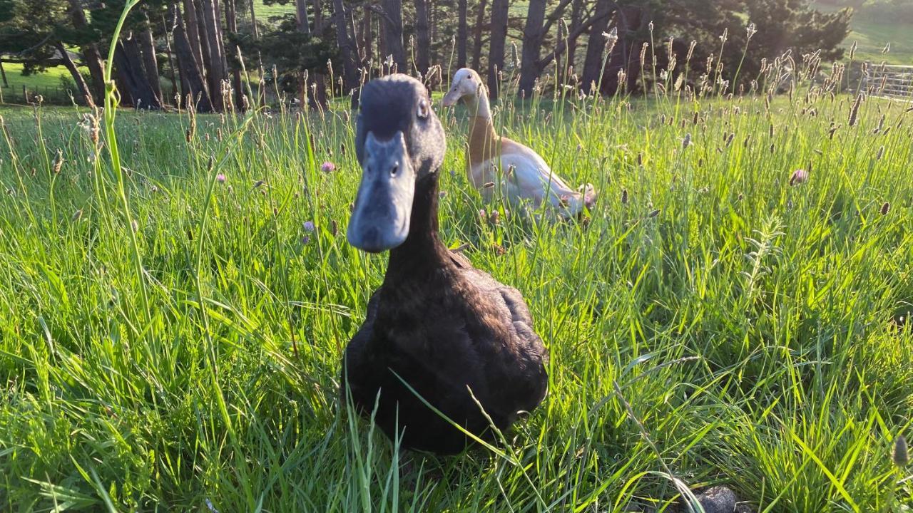 Waimauku Pukeatua Farmstay מראה חיצוני תמונה