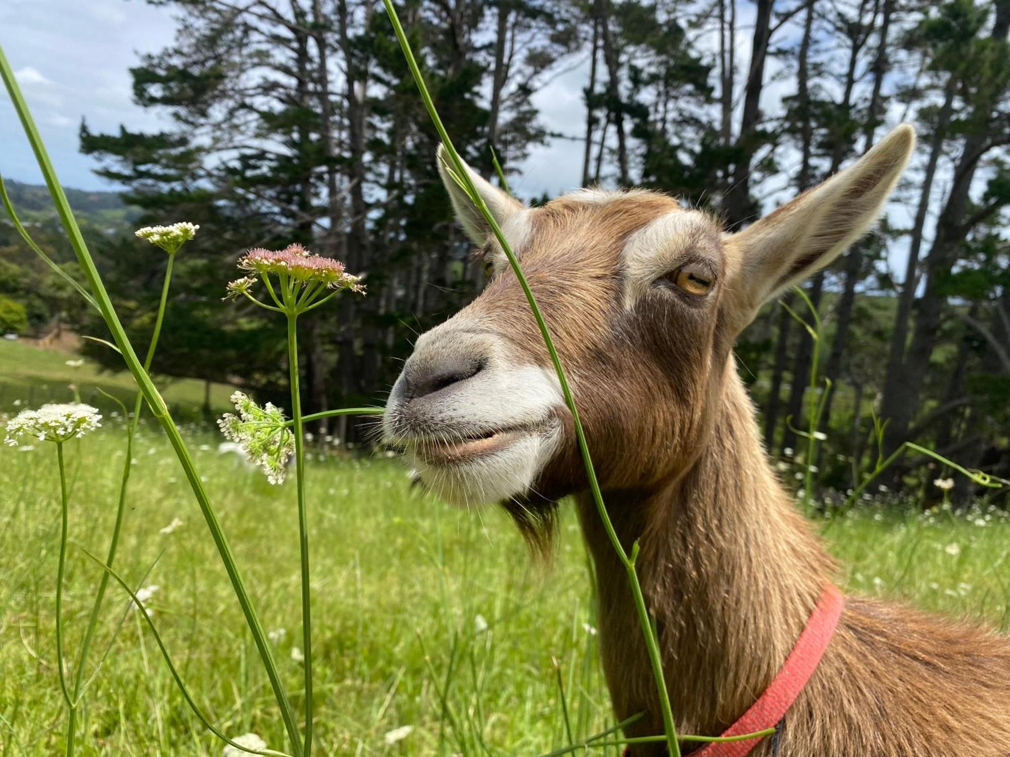 Waimauku Pukeatua Farmstay מראה חיצוני תמונה