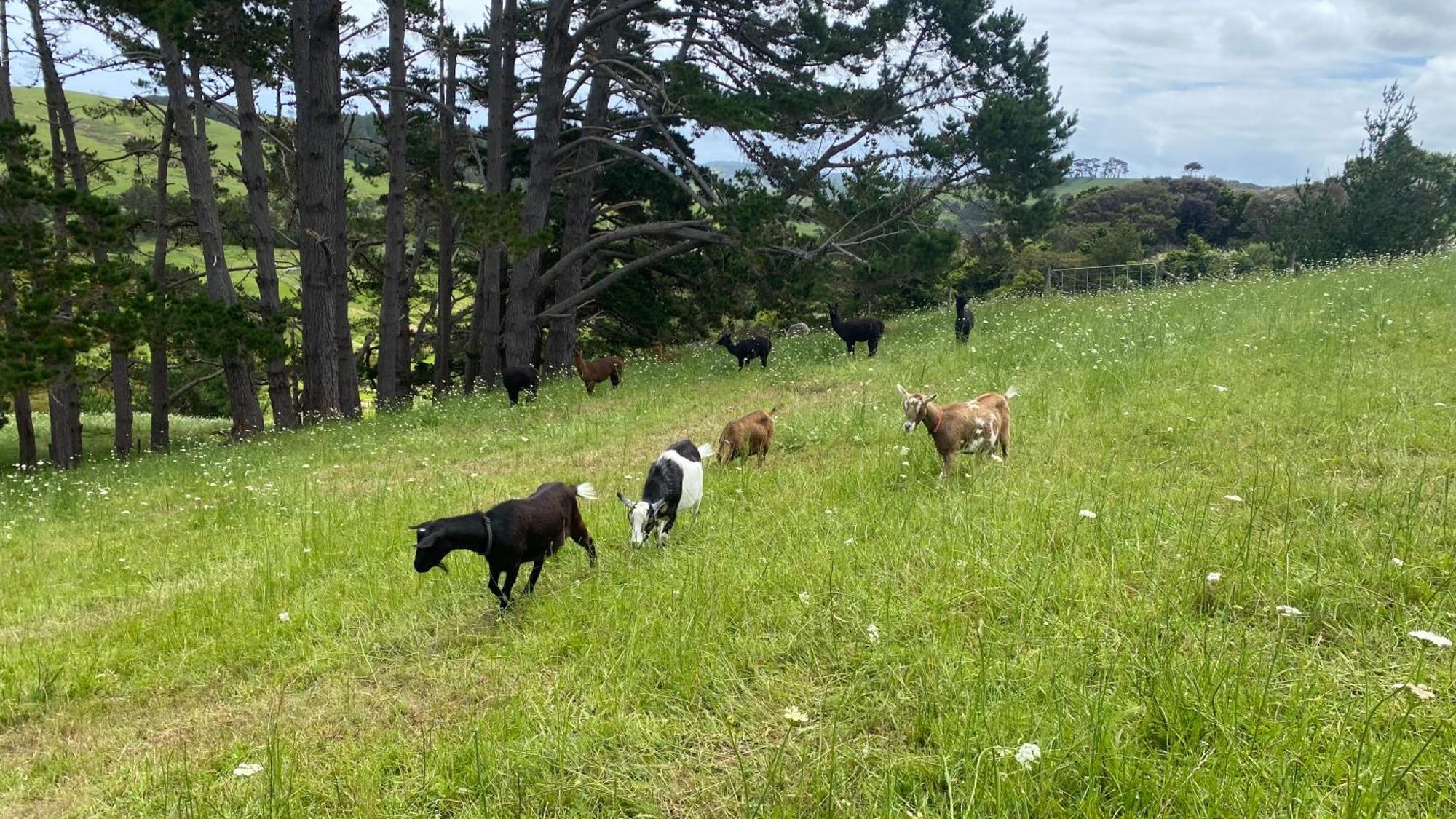 Waimauku Pukeatua Farmstay מראה חיצוני תמונה
