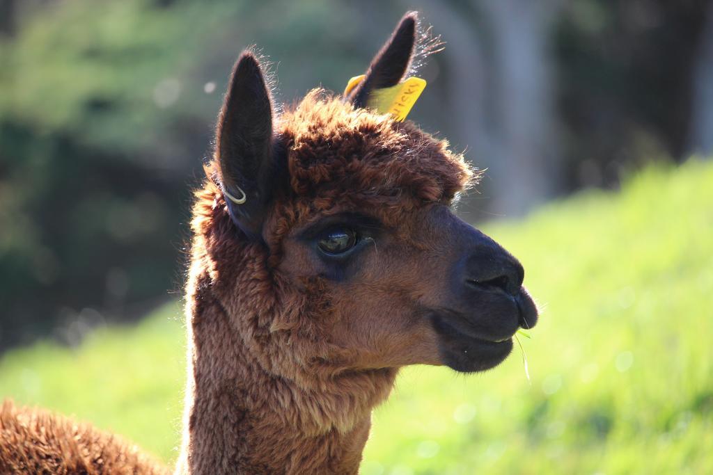 Waimauku Pukeatua Farmstay מראה חיצוני תמונה